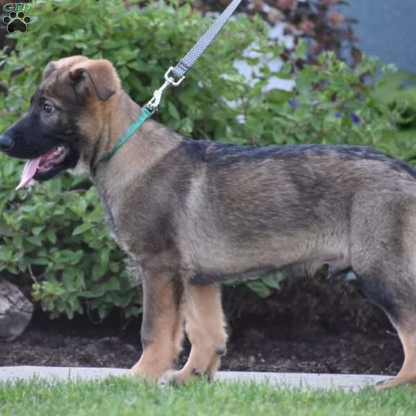 Korry, German Shepherd Puppy